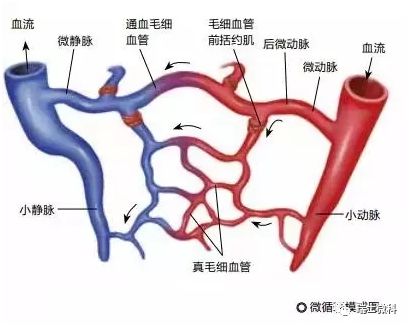 毛细血管血液循环