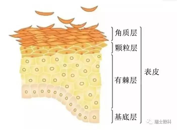 疗程功效   促进表皮角质细胞的正常代谢