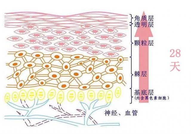 皮肤的新陈代谢简单的说就是新生细胞代替老的细胞的过程.