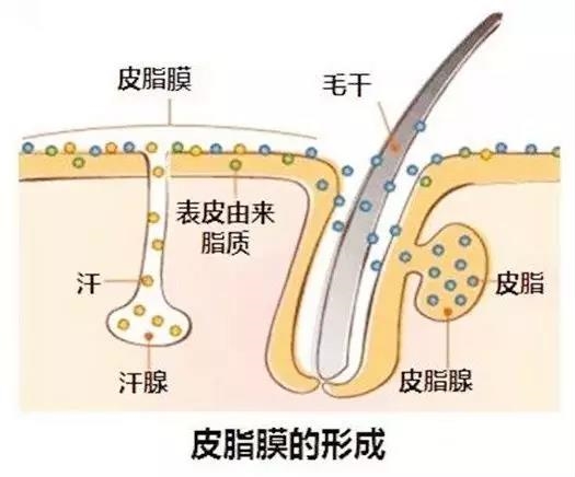 皮脂膜的形成