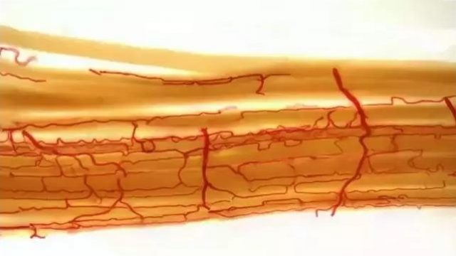 皮肤中的毛细血管