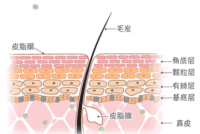 皮肤抵御作用